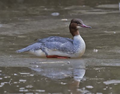 :: Red-breasted Merganser ::
