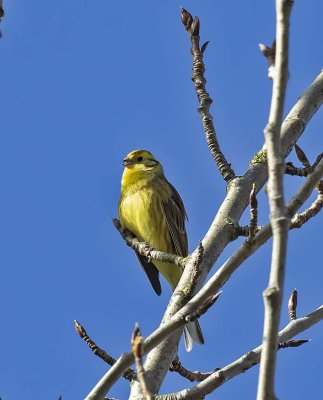 :: Yellowhammer ::