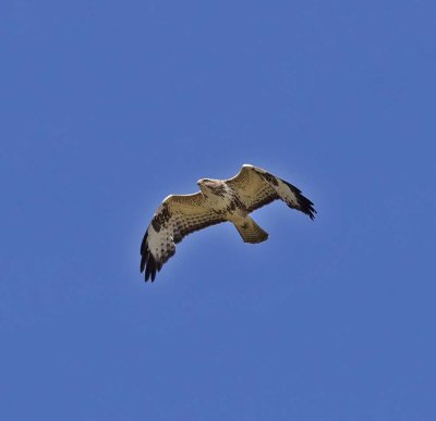 Buzzard