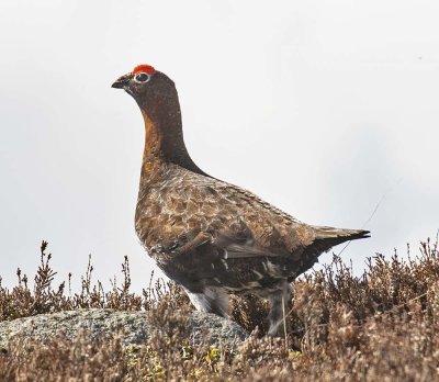 Red Grouse