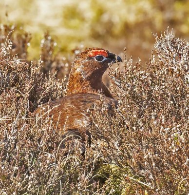 Red Grouse