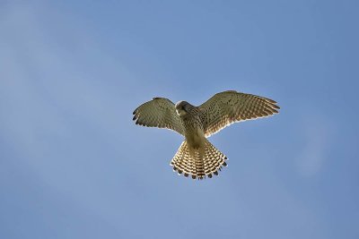 Kestrel