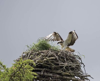 Osprey