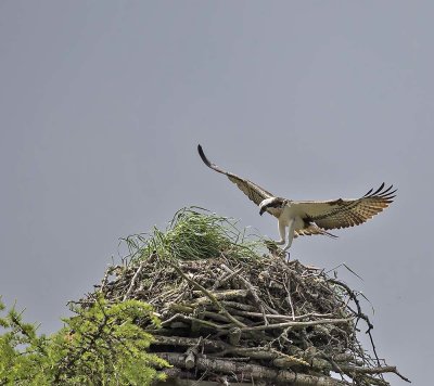 Osprey