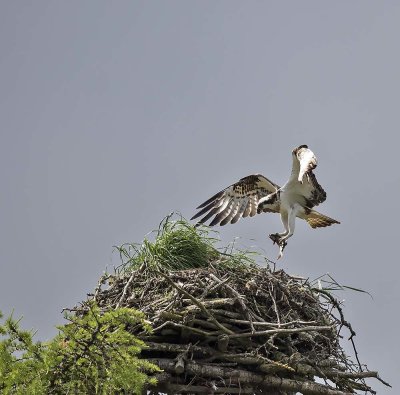 Osprey