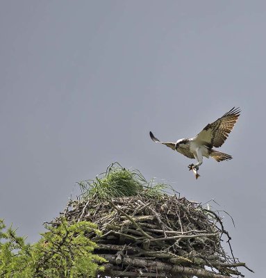 Osprey