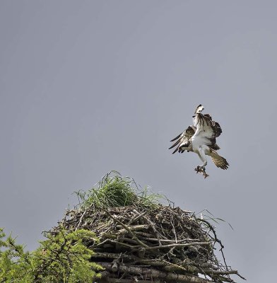 Osprey