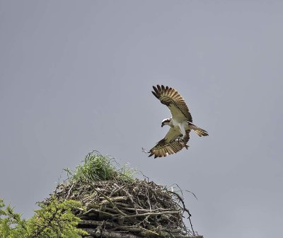 Osprey