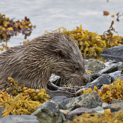 Otter