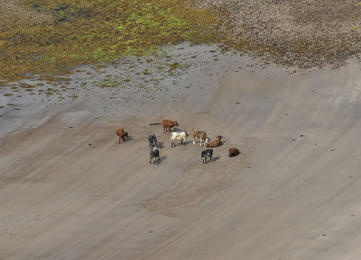 Local Cattle