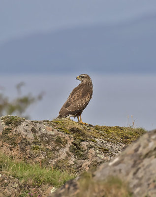 Buzzard