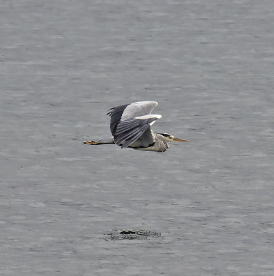 Heron