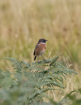 Stonechat