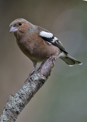 Chaffinch