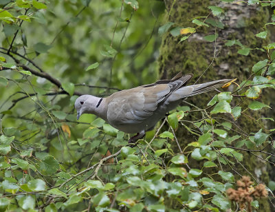 Collared Dove