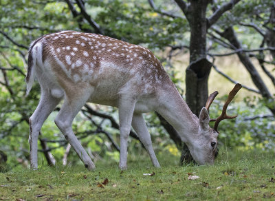 Male Fallow Deer