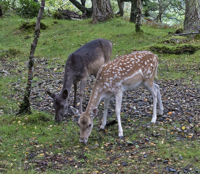 Fallow Deer