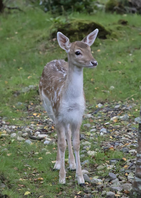 Fallow Deer