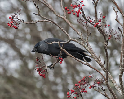 Jackdaw