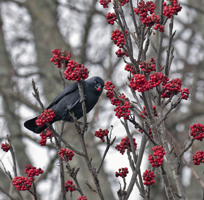:: Jackdaw ::