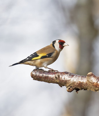 Goldfinch
