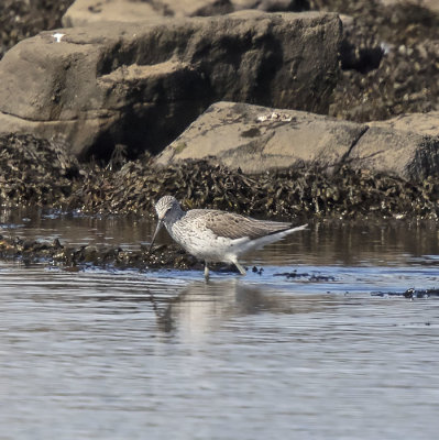 :: Greenshank ::