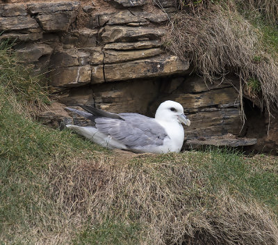 :: Fulmar ::