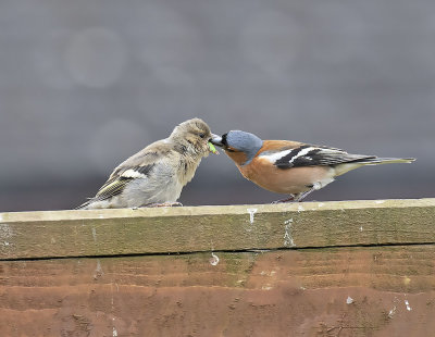 Chaffinch and Chick