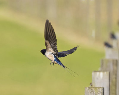 :: Swallow ::