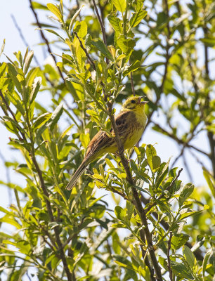 :: Yellowhammer ::