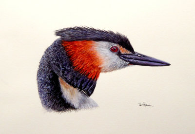 great crested grebe