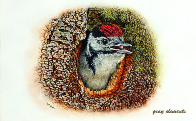 great spotted woodpecker juv