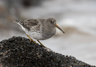 purple sandpiper ( Calidris maritima )