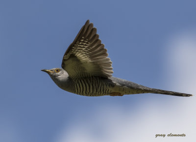 cuckoo in flight