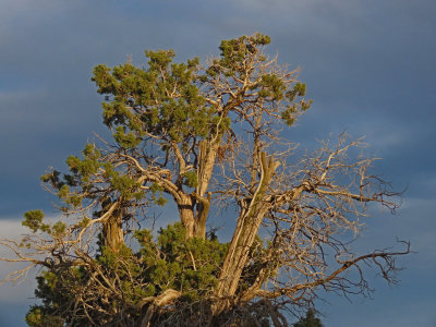 SW Colorado