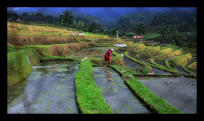 Farmer working in the rice terrace, shot through a mesh net in a local store