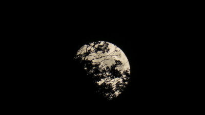 Moon behind Tree (France 2019)