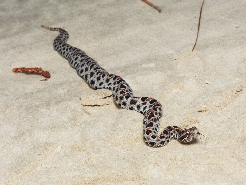 Dusky Pygmy Rattlesnake - <i>Sistrurus miliarius barbouri</i>