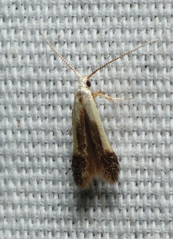 Moth - <i>Coleophora</i>