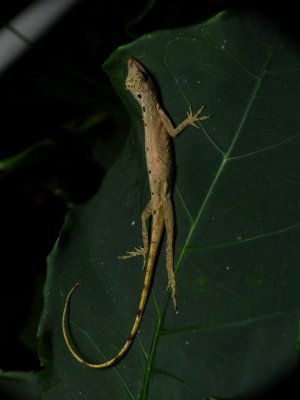 Anole - Norops limifrons