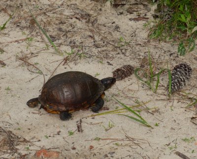 Gulf Coast Box Turtle - Terrapene carolina major