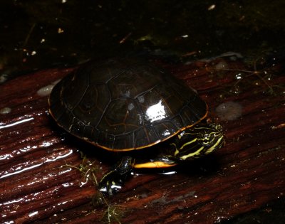 Chicken Turtle - Deirochelys reticularia