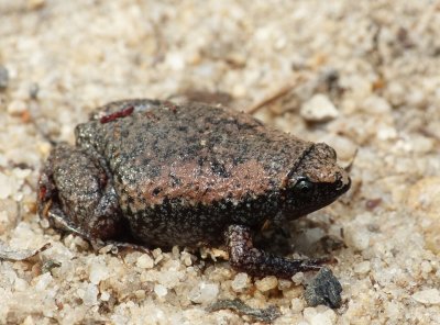 Eastern Narrowmouth Toad - Gastrophryne carolinensis