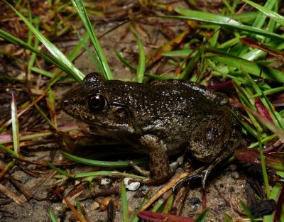 River Frog - Lithobates heckscheri