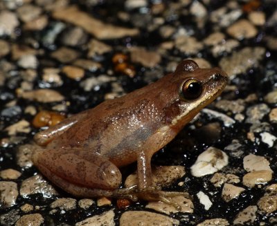 Upland Chorus Frog - Pseudacris feriarum