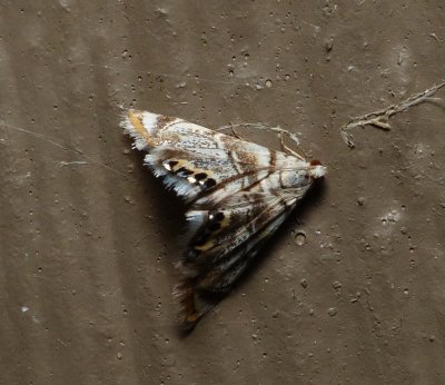 Moth - Eoparargyractis irroratalis