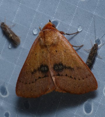 Orange Panopoda Moth - Panopoda repanda