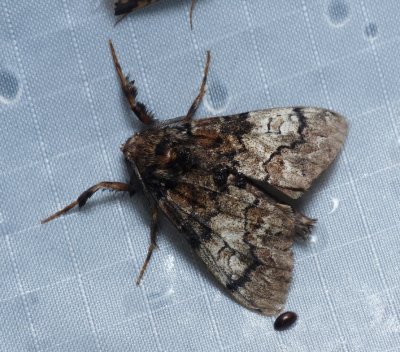 Manto Tussock Moth - Dasychira manto