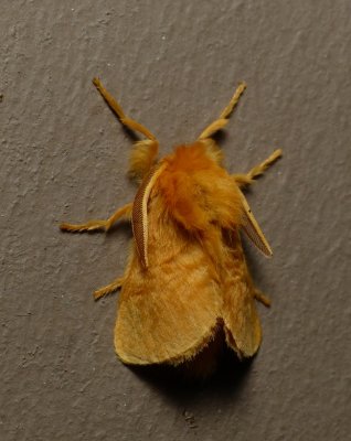 Yellow Flannel Moth - Megalopyge pyxidifera