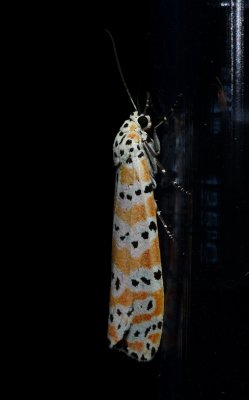 Bella Moth - Utetheisa ornatrix